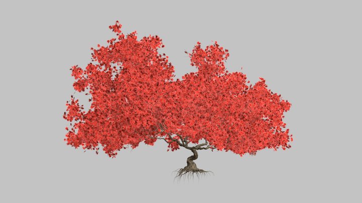 maple 3D Model