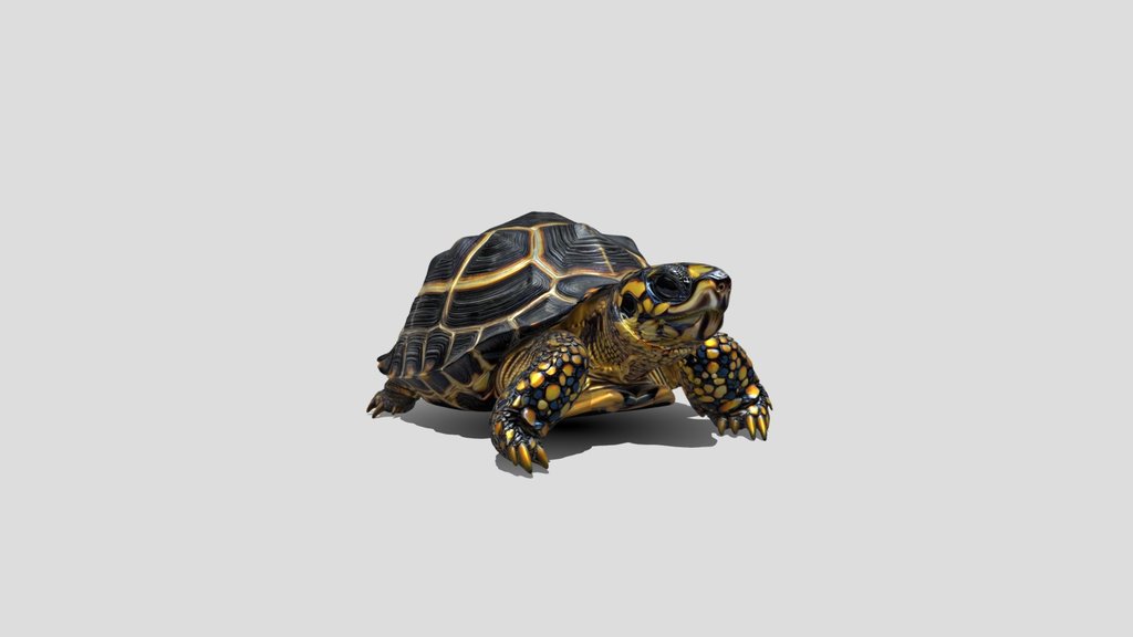 Golden Patterned Turtle 3d Model Free