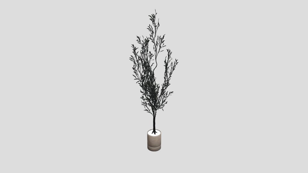 Indoor Plant Olive