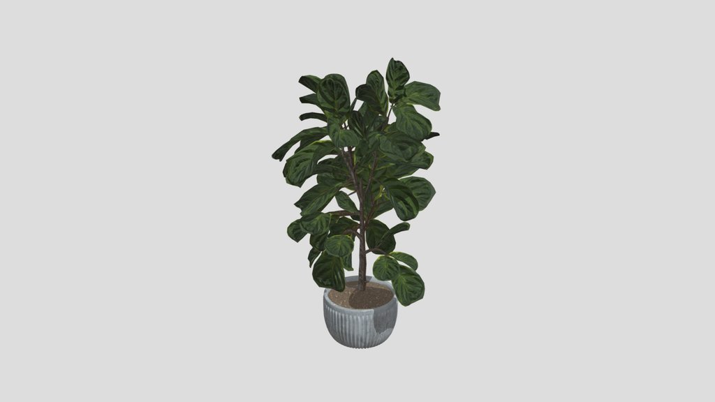Fig Leaf Plant