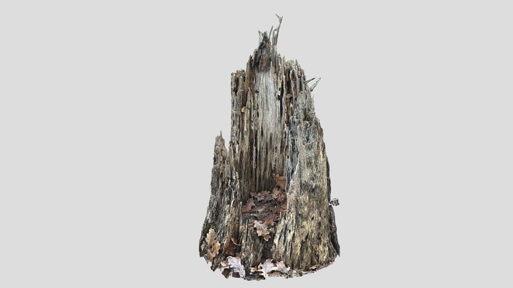 Cathedral-shaped Hollow Rotted Tree Stump 3D Model