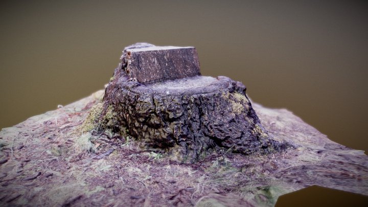 Tree Stump Photogrammetry Test 3D Model