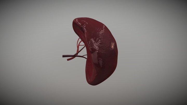 Human Spleen 3D Model