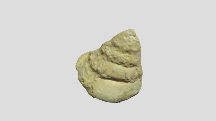 Mikadotrochus Gotoi | Batu Virtual Studios 3D Model