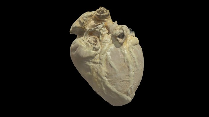 Plastinated Human Heart #0142 3D Model