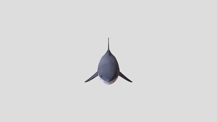 Shark_1 3D Model