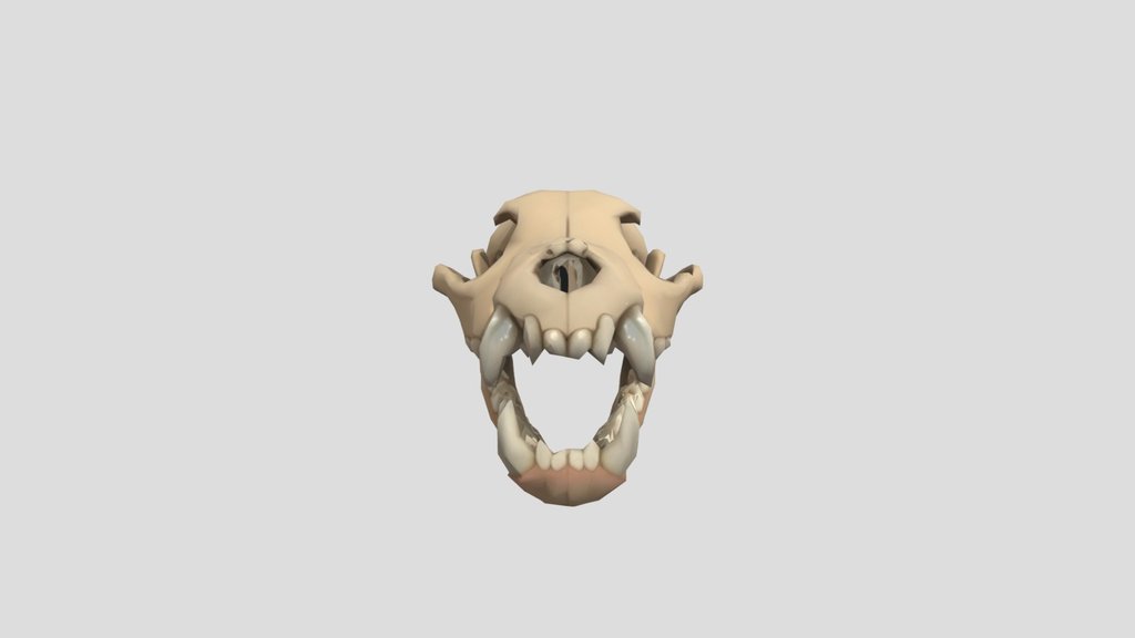 DMGCA Meshy_AI_canine_skull_model_obj