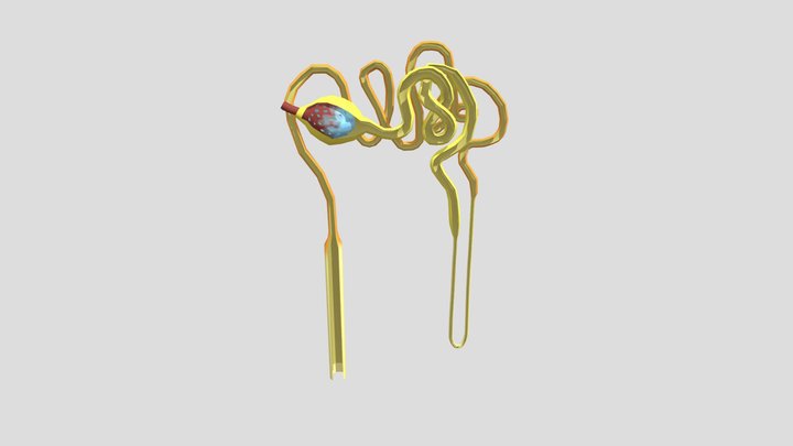 renal nephron model 3D Model