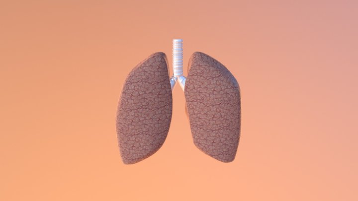Lungs Final 3D Model