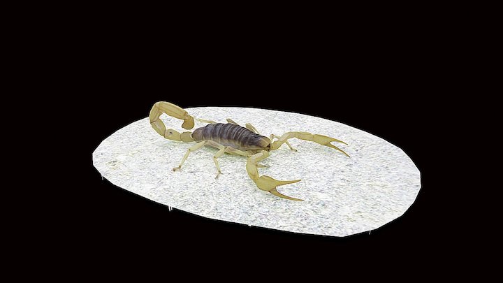 Model 3 - Giant Desert Hairy Scorpion – Modelo 3D gratuito STL
