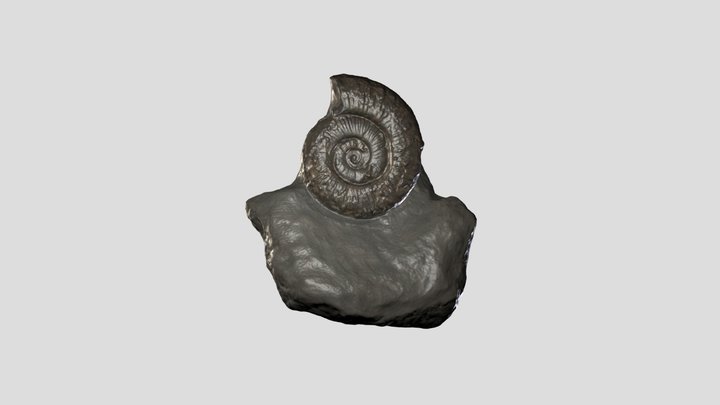 Peronoceras_w_Cardinia shell 3D Model
