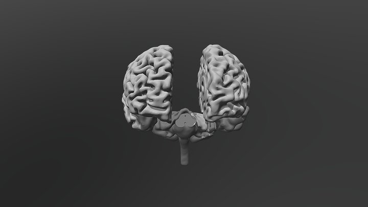 Brain - three parts 3D Model