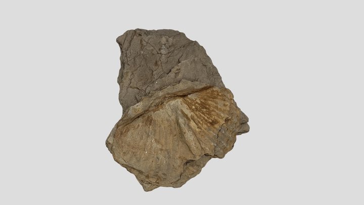 Fóssil de Australospirifer 3D Model