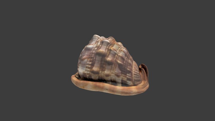 Cypraecassis rufa – Modello 3D gratuito STL
