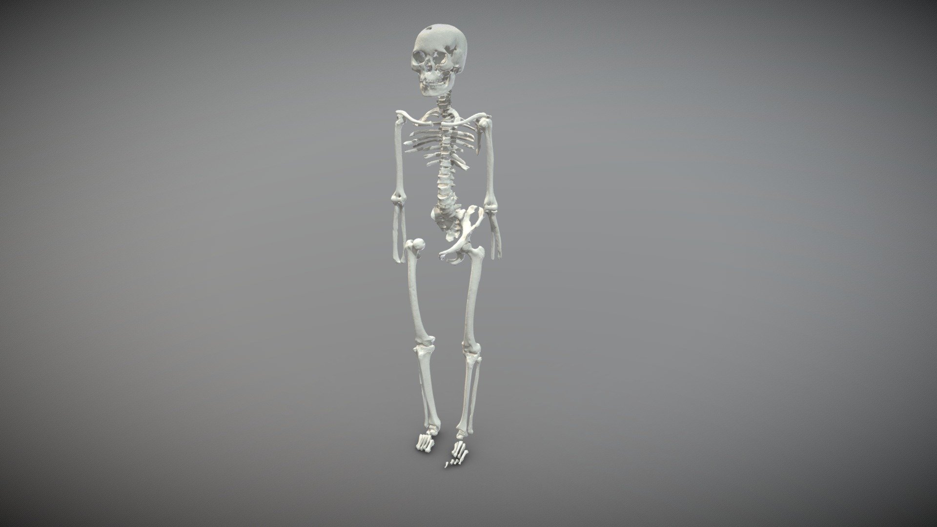 高砂貝塚4号人骨（妊産婦）　Bone4 — Sketchfab embed 3D viewer