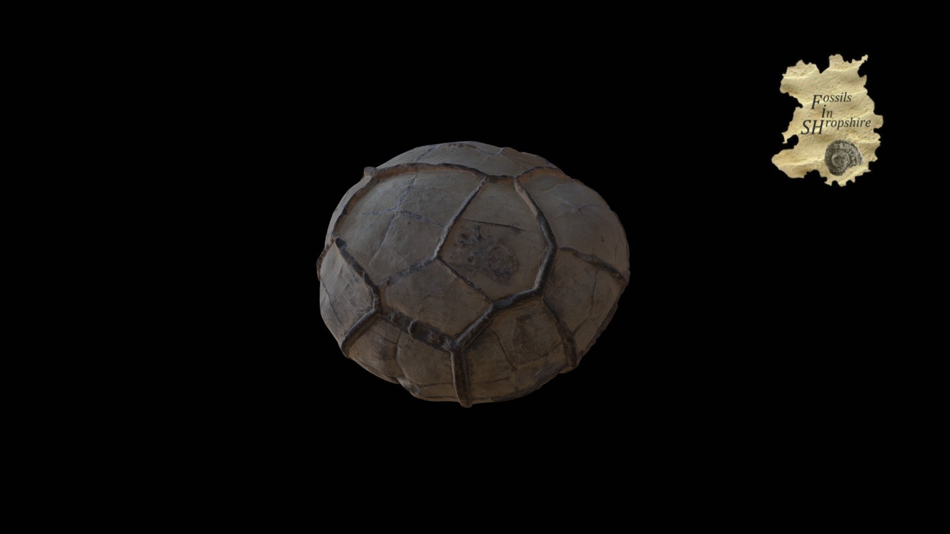 Septarian nodule