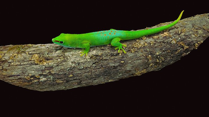 Model 43 - Giant Day Gecko