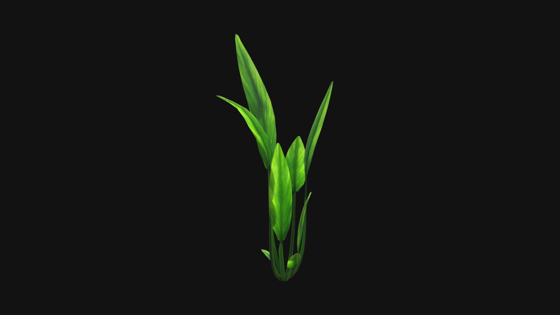 Lowpoly marine plant