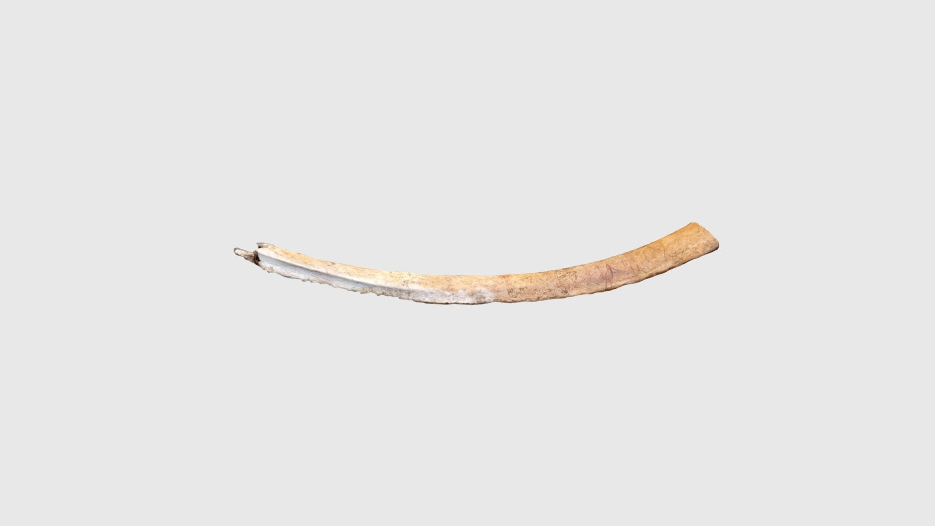 Bovid Rib with Cut Marks