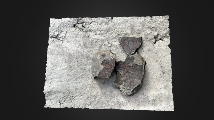 Paleocene plant fossils 3D Model