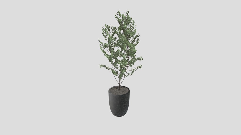 Eucalyptus Tree