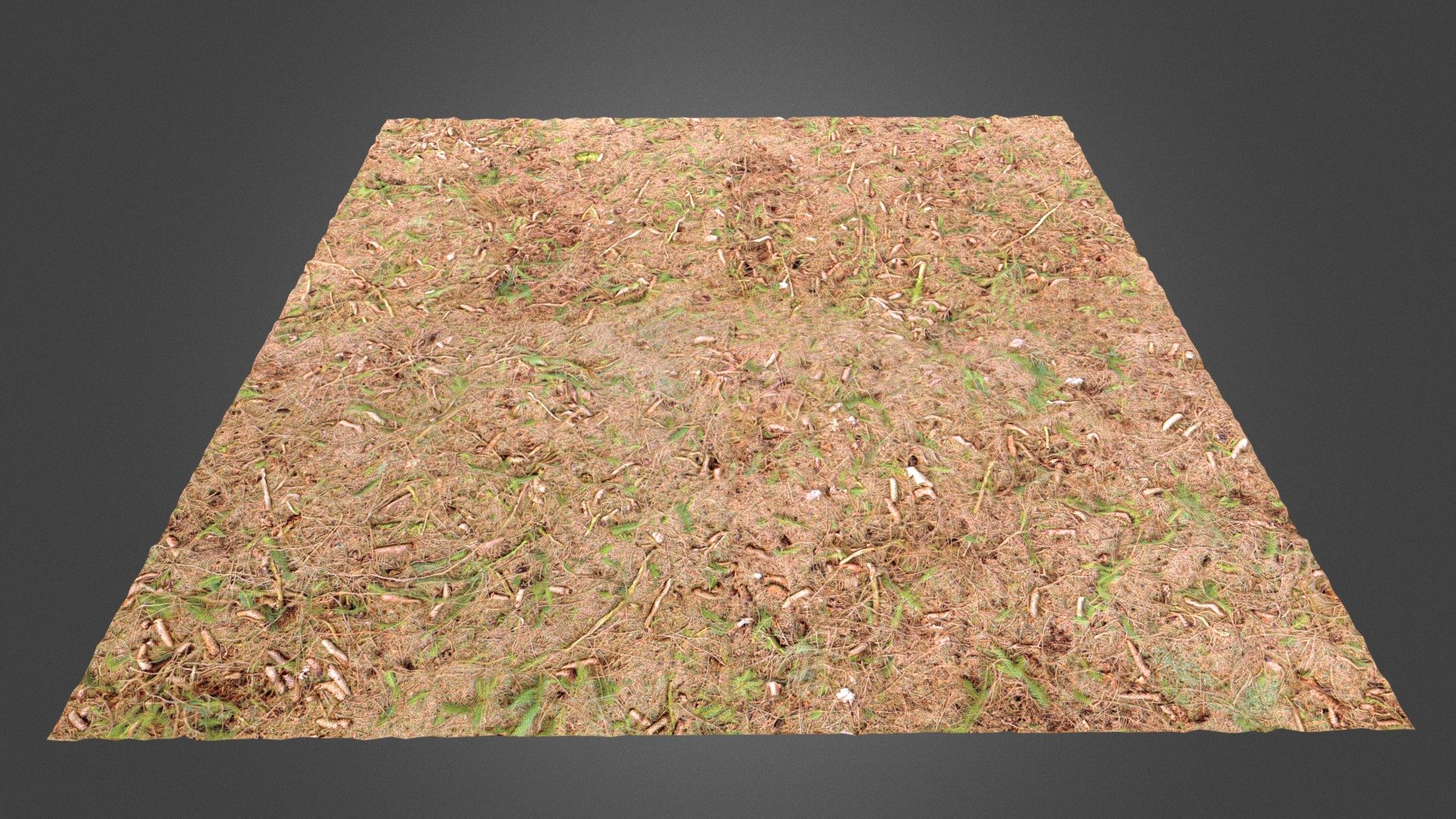 Forest Ground III