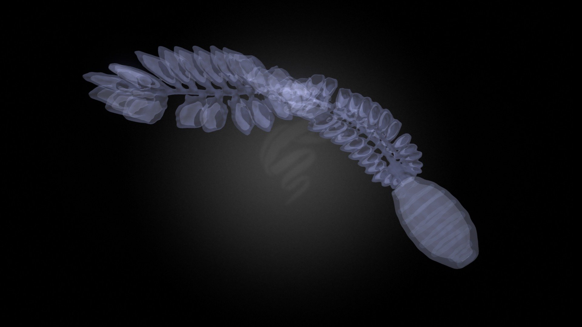DeepPIV 3DR - Tunicate (Doliolina sp.) — Sketchfab embed 3D viewer