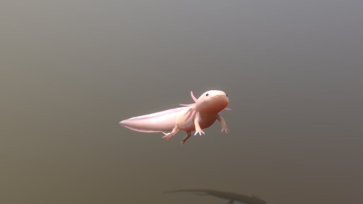Axolotl 3D Model