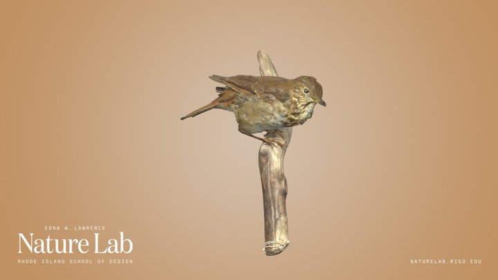 Gray-cheeked Thrush – Modelo 3D gratuito STL