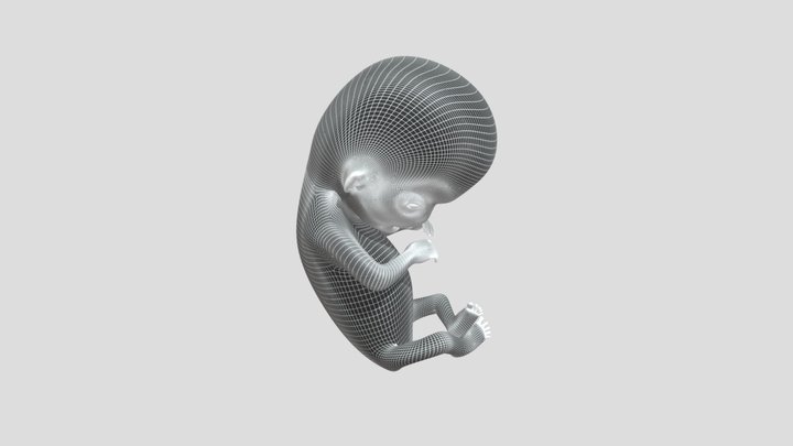 Fetus Week Eight Wireframe 3D Model