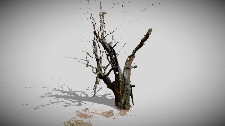 Dąb Mieszko - Ursynów 3D Model
