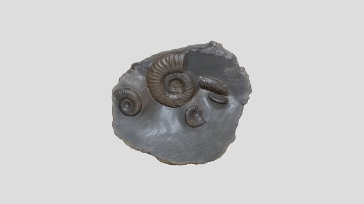 Grammoceras ammonites 3D Model
