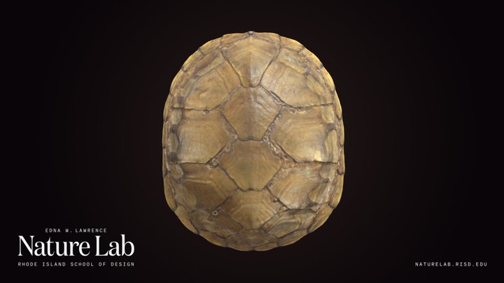 Yellow Mud Turtle Shell – Free 3D Model STL