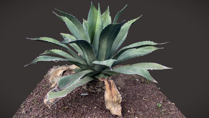 Agave Americana 3D Model