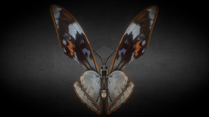 B / butterfly 3D Model
