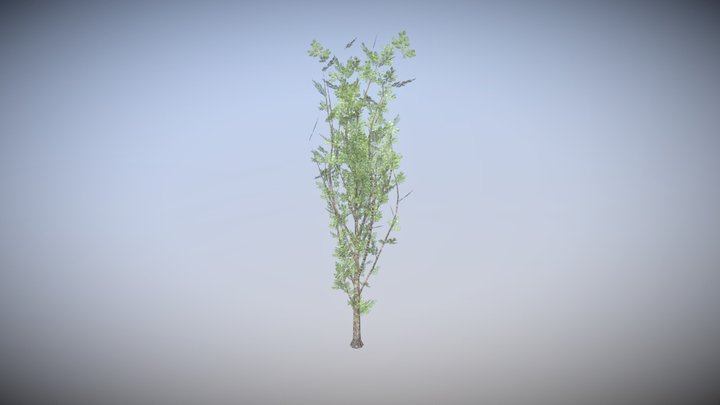 POPLAR TREE 1 - HIGHT TEXTURE LOW-POLY MODEL 3D Model