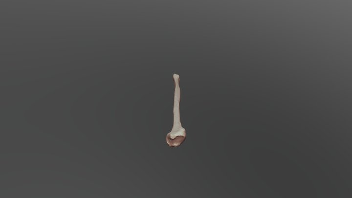 Human Fibula - University of Oklahoma Anatomy 3D Model