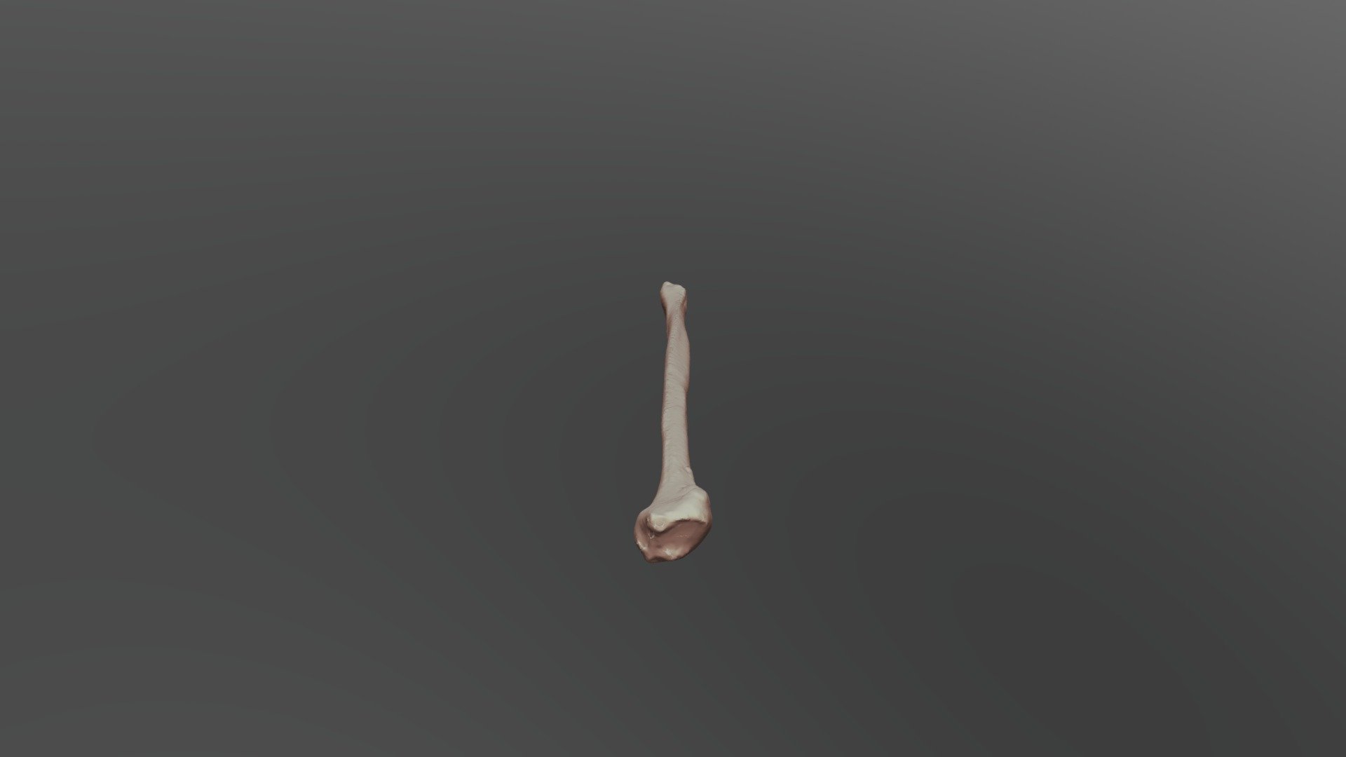 Human Fibula - University of Oklahoma Anatomy - 3D model by bobbyreed ...