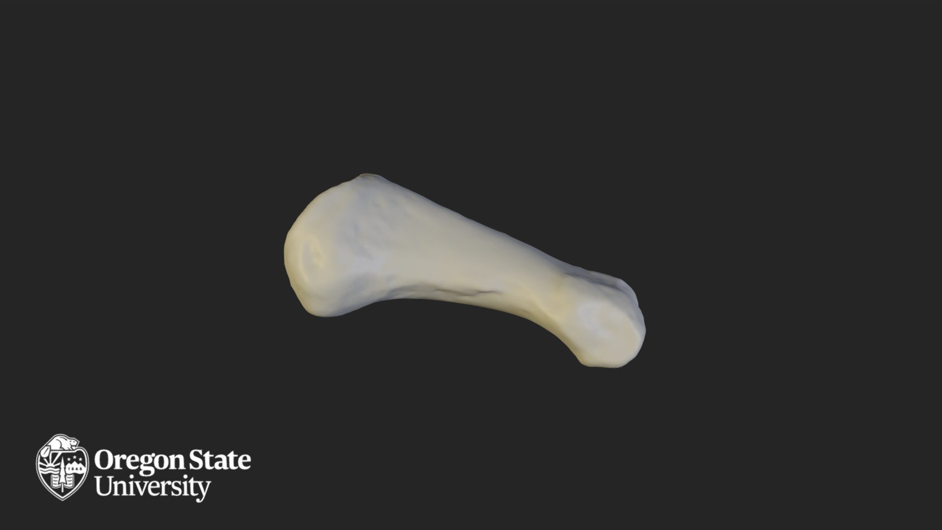 Proximal Phalange 2 - Download Free 3D model by Oregon State University ...