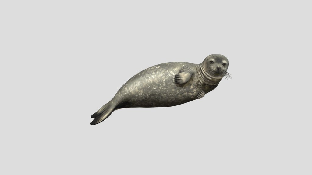 Spotted Harbor Seal