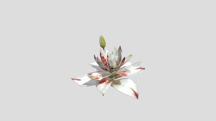 lily