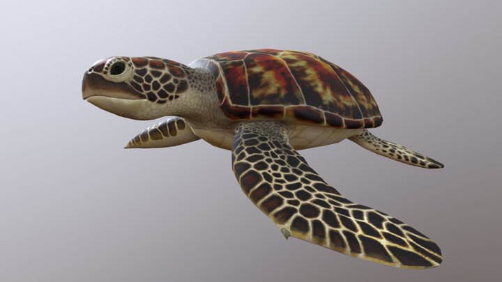 Green Sea Turtle 3D Model