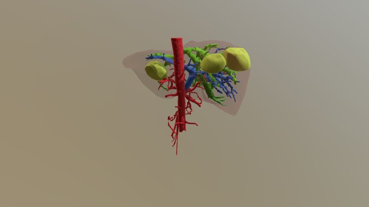 Scene Intra Hep Avec Tumeurs 3D Model