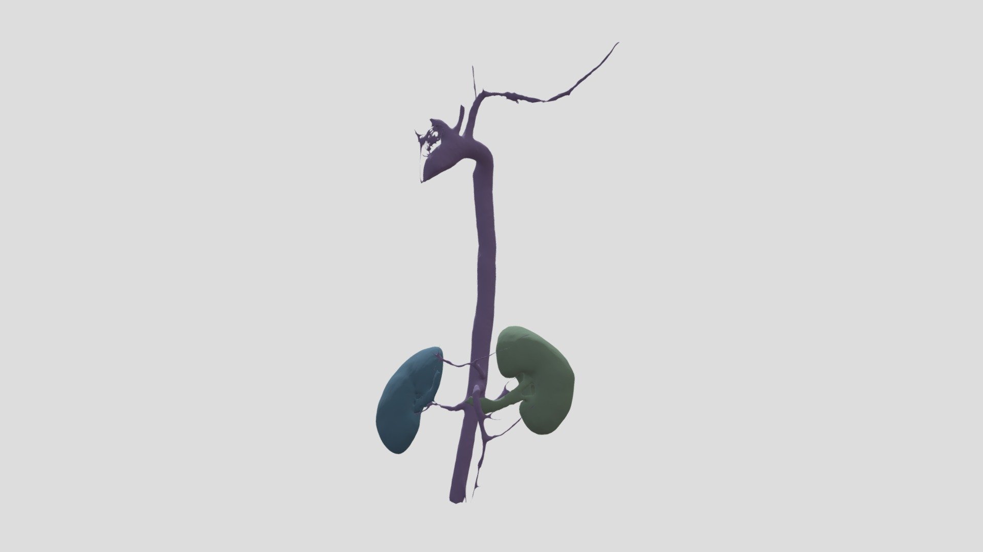 Kidneys and Aorta