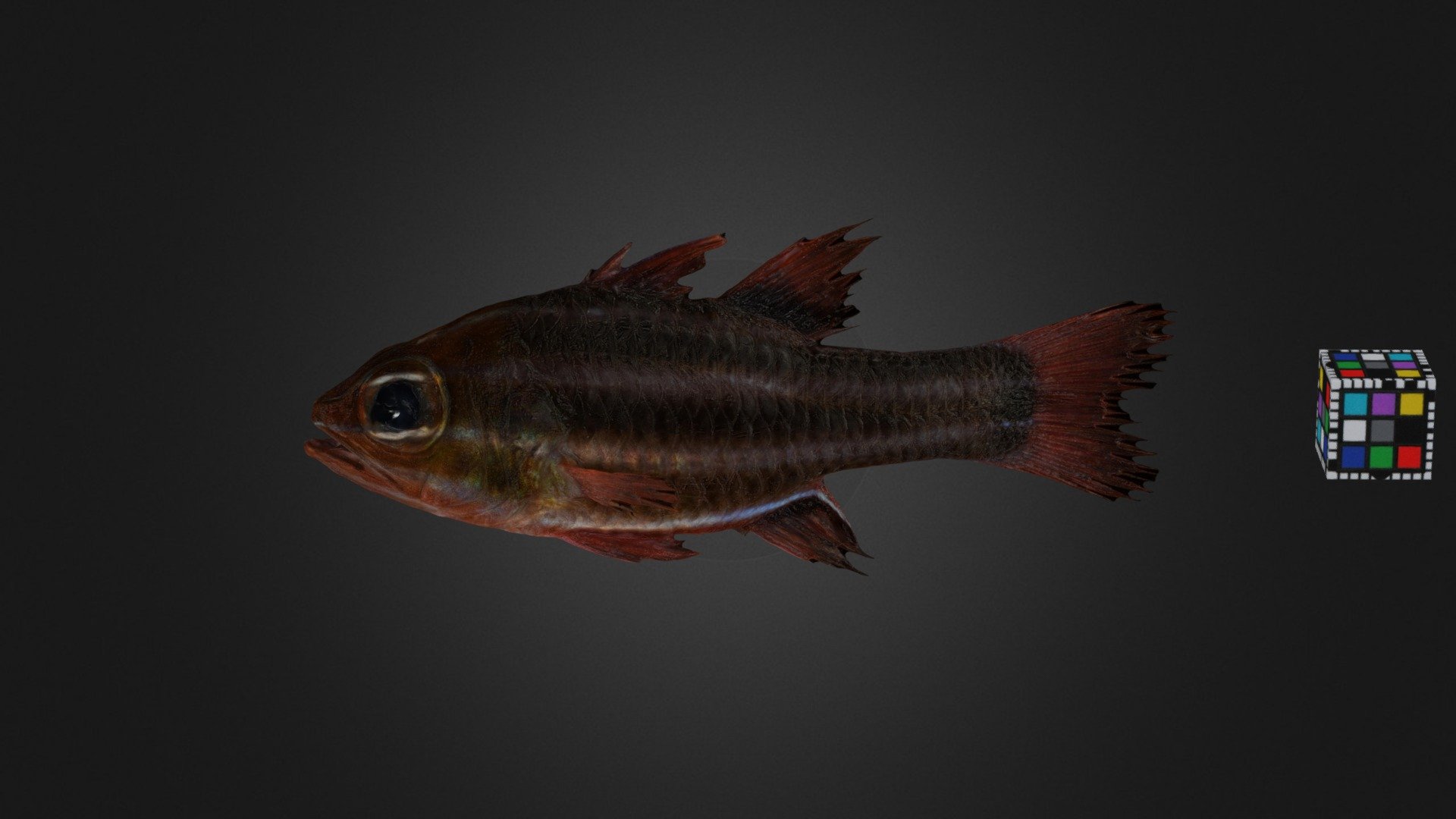 ミナミフトスジイシモチ Blackstripe Cardinalfish