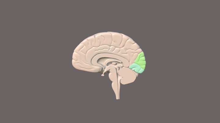 Sagittal Brain 3D Model