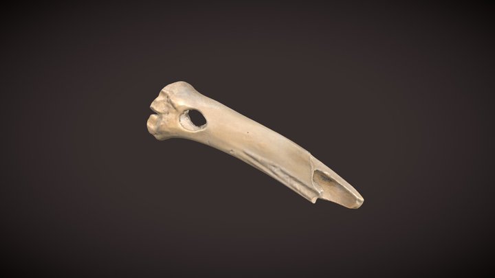 Bone Arrow Shaft Wrench (13ML176) 3D Model