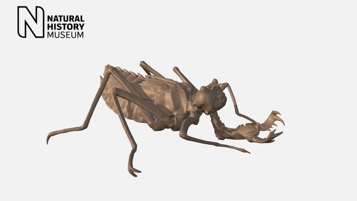 Dragonfly larva Epophthalmia elegans – Modello 3D gratuito STL