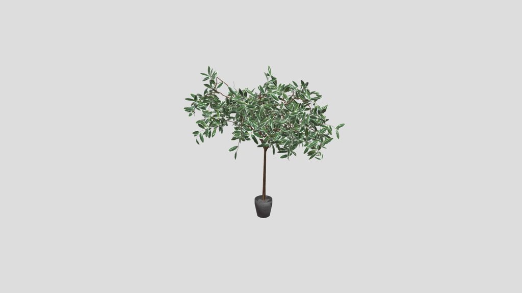 Ficus Tree