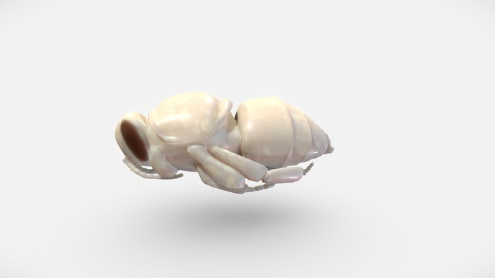 Bee larvae/Czerw pszczoły 3D Model